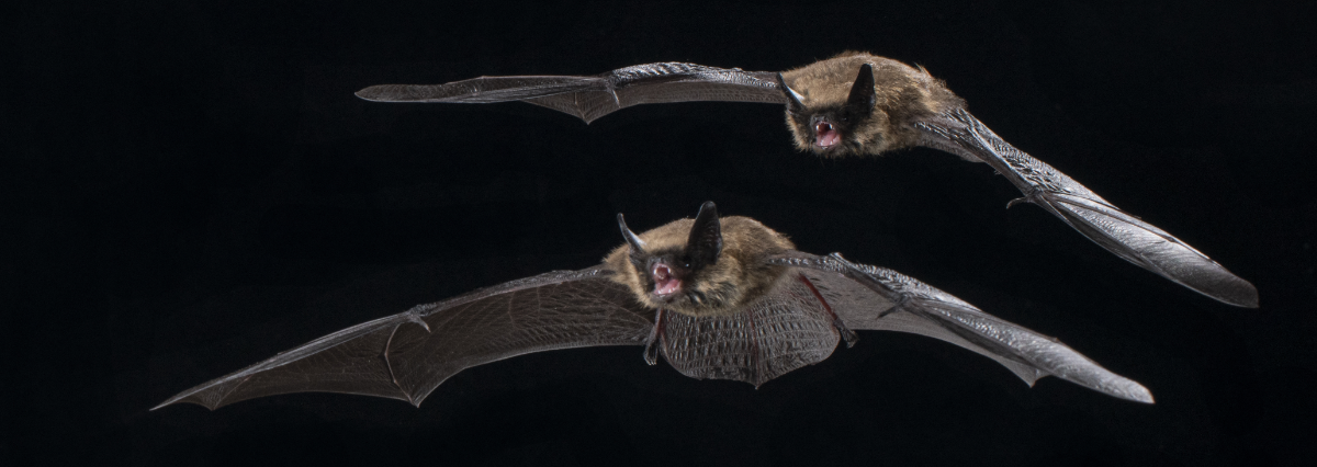 Myotis leibii by Brock Fenton