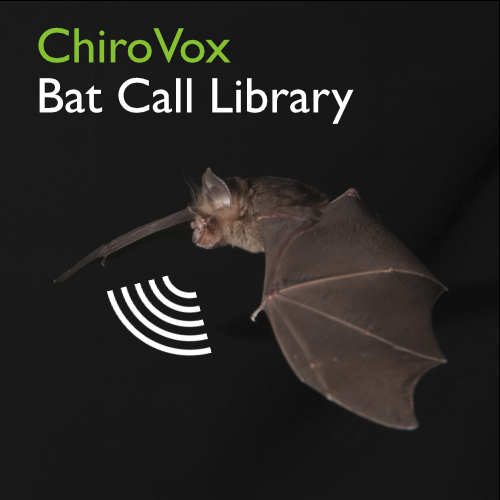 ChiroVox Bat Call Library