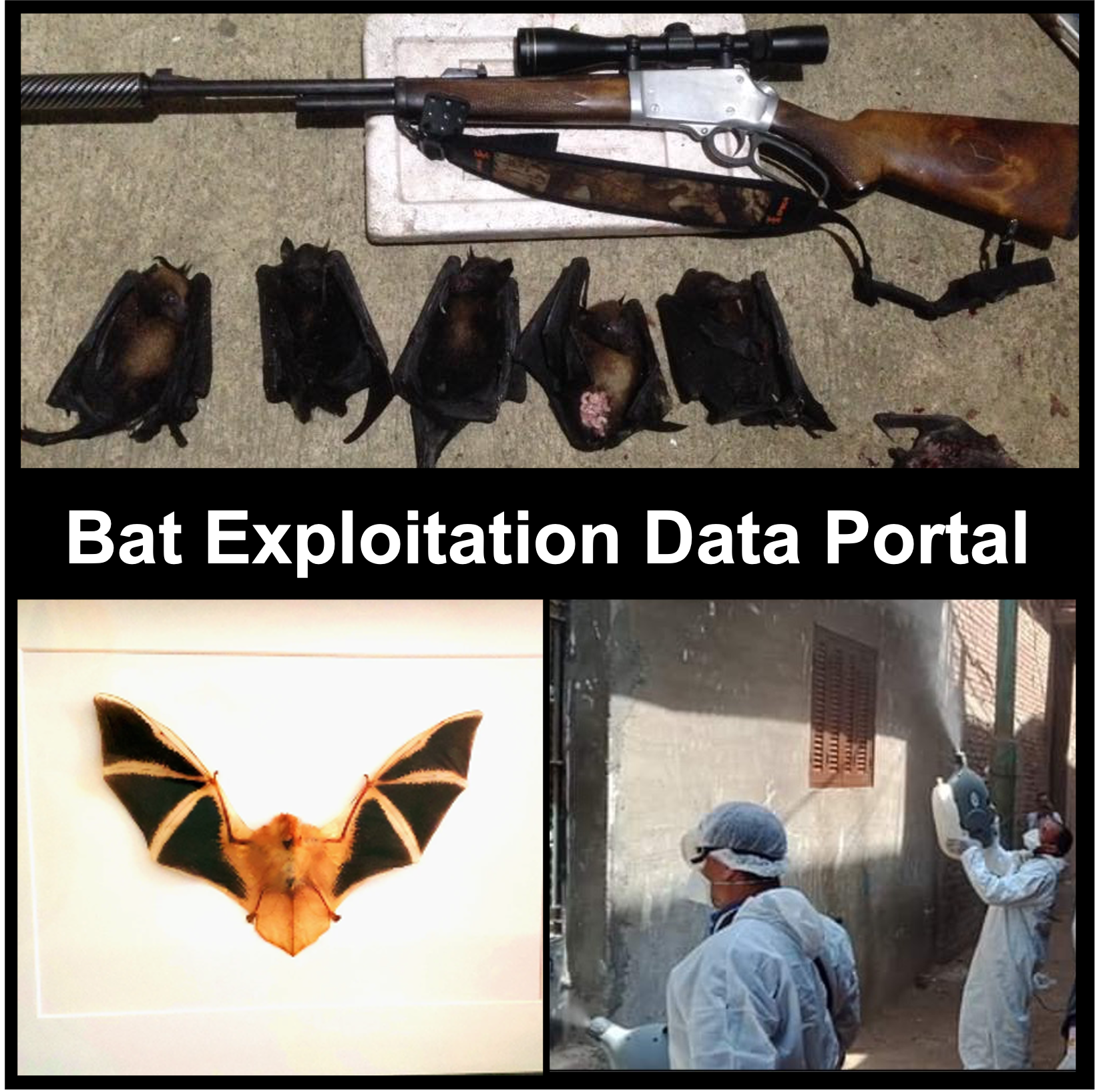 BatExploitationPortalCover