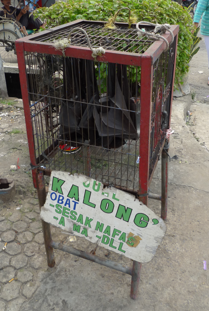 Large flying fox (Pteropus vampyrus) being sold as medicine in South Sumatra, Indonesia. Photo by Joe Chun-Chia Huang.
