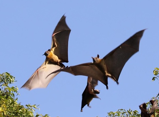 Eidolon helvum in flight in Tanzania. Photo by Martin Grimm.